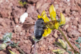 Megachile canescens (Brullé 1832) resmi