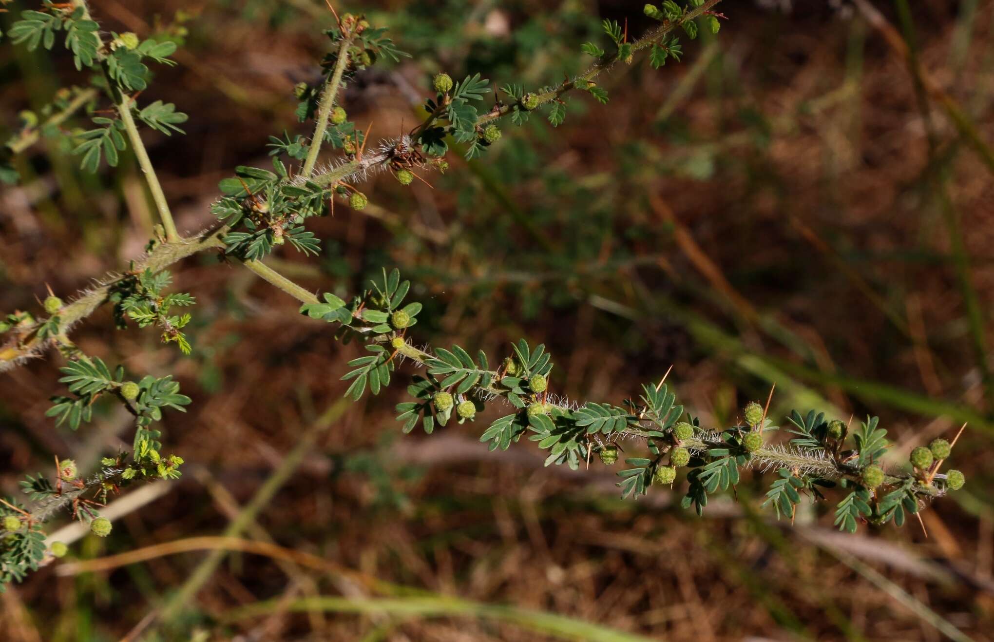 Acacia pulchella var. pulchella resmi