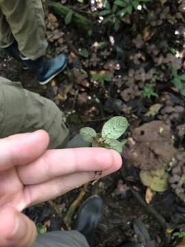 صورة Fittonia albivenis (Lindl. ex Veitch) R. K. Brummitt