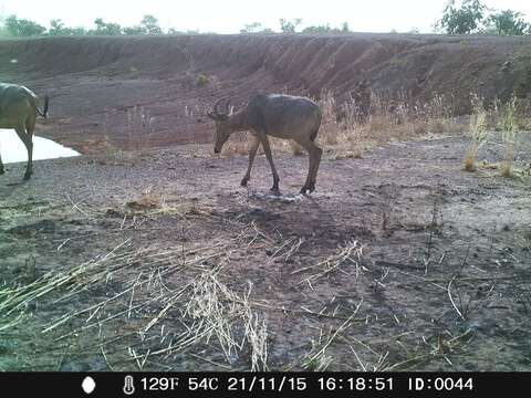 Image of Western Hartebeest