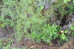 Sivun Pteridium caudatum (L.) Maxon kuva