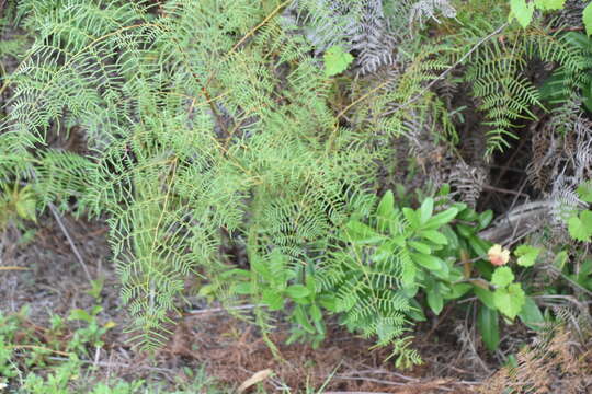 Image of southern brackenfern