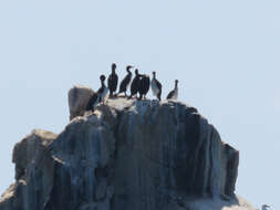 Image of Guanay Cormorant