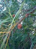 Image of orange wattle