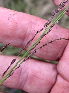 Leptochloa decipiens (R. Br.) Stapf ex Maiden resmi