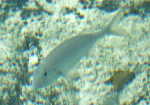 Image of Goat's Head Porgy