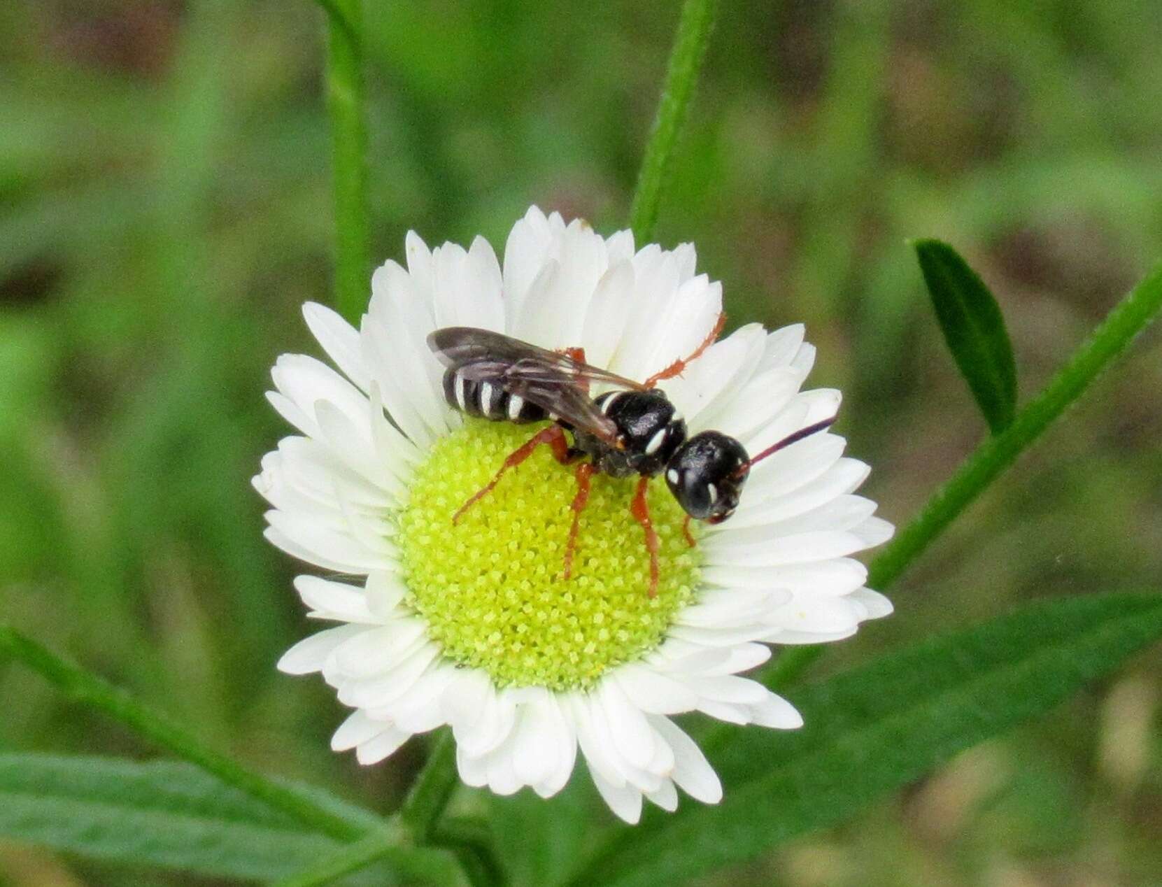 Image of Cerceris albofasciata (Rossi 1790)