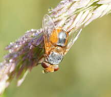 Image of Microtropesa flaviventris Malloch 1930