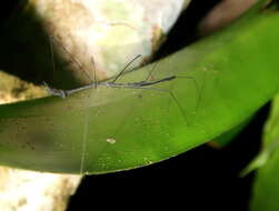 Ghilianella puncticauda Maldonado 1953 resmi