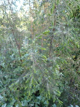 Image of Passerina falcifolia C. H. Wright