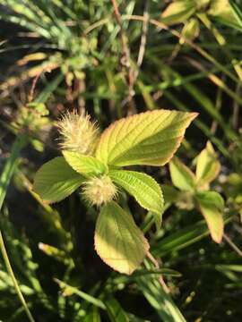 Image de Acalypha aristata Kunth