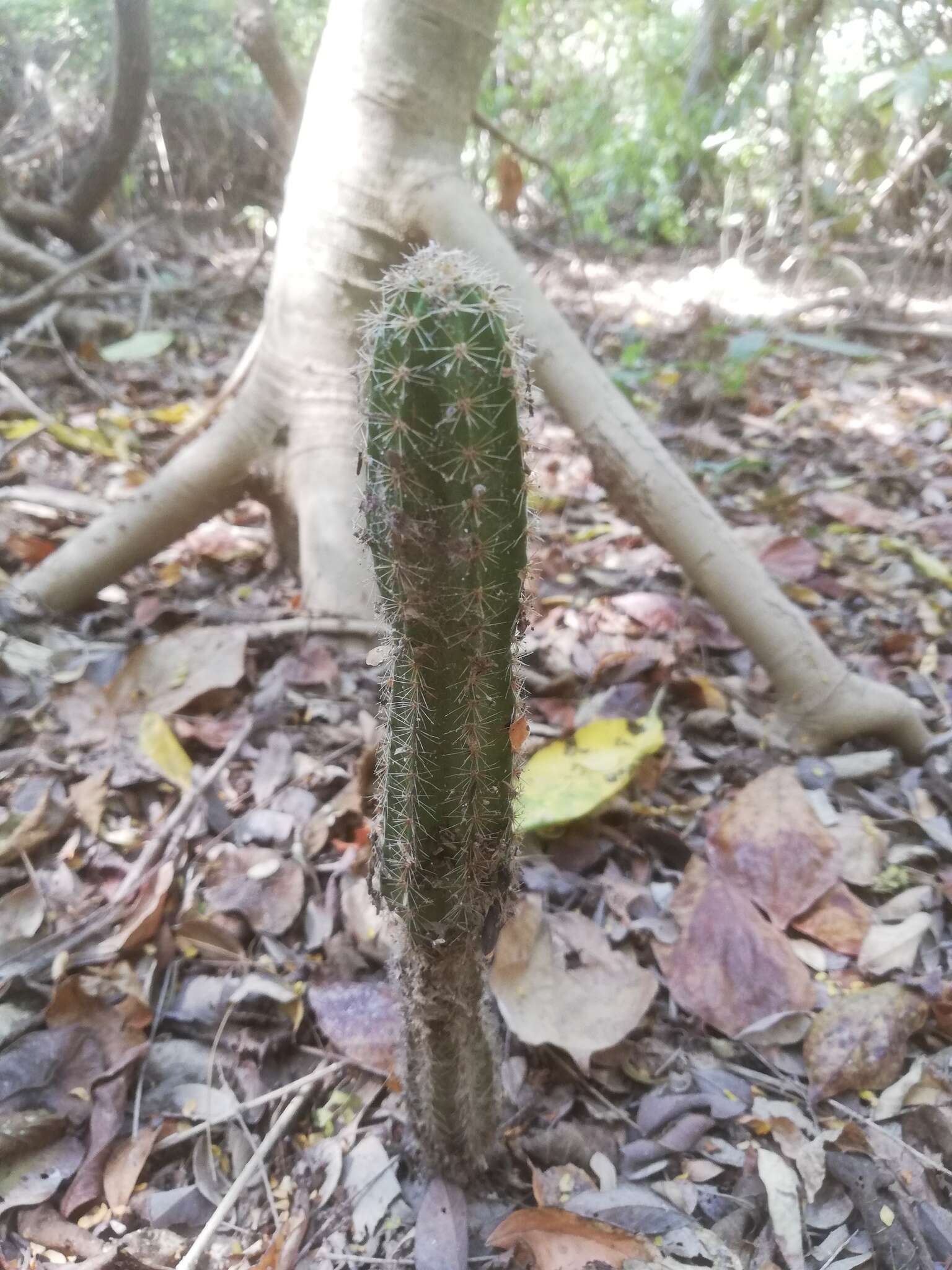 Image of <i>Acanthocereus oaxacensis</i>