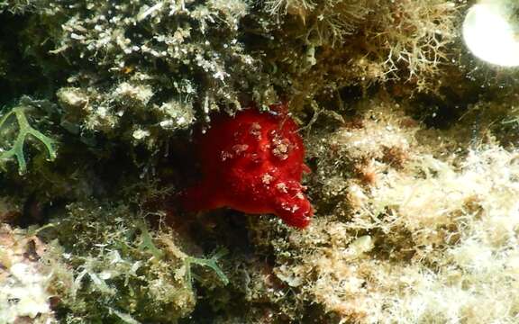 Image of red sea-squirt