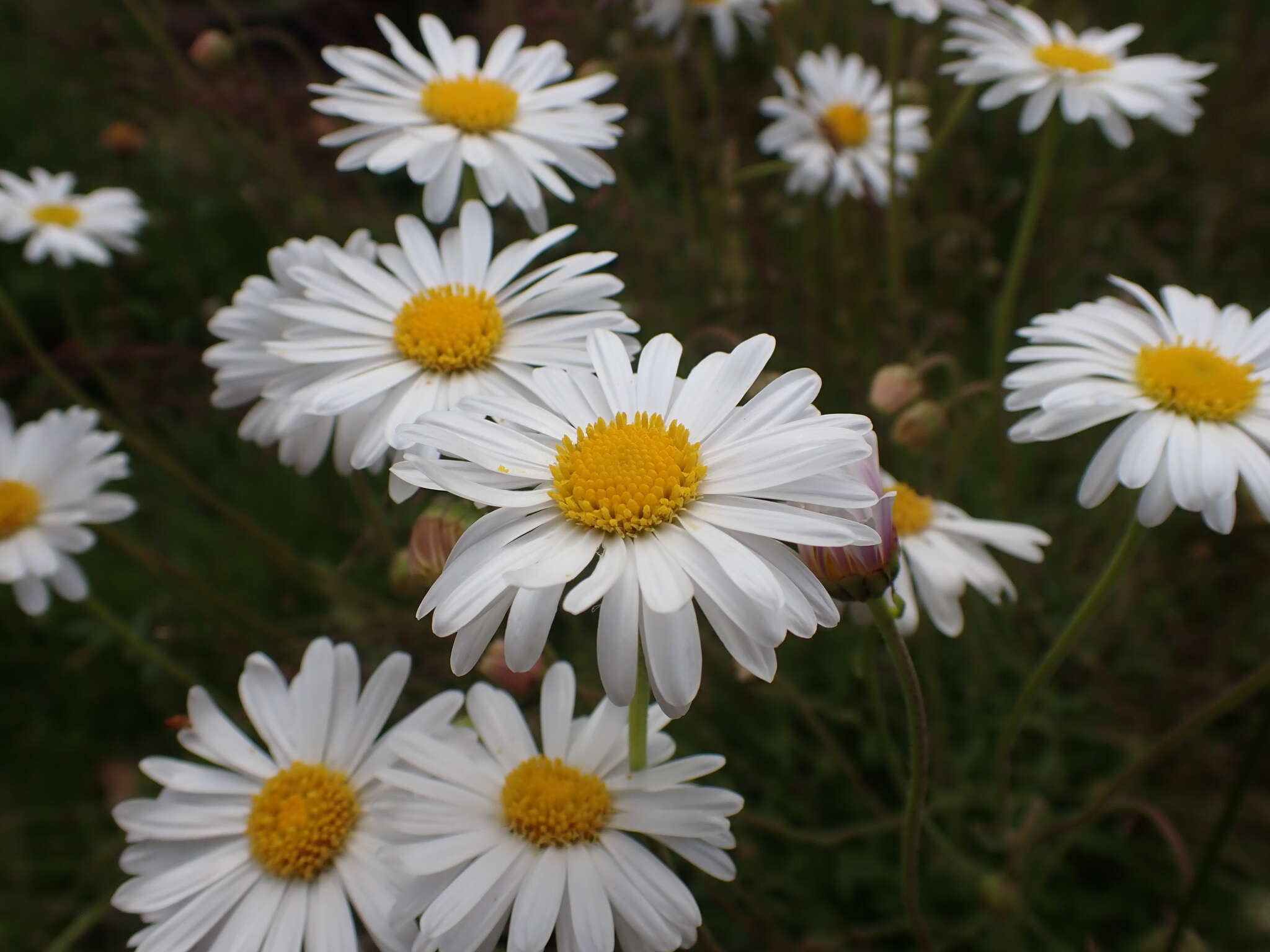 Image of Brachyscome aculeata (Labill.) Less.