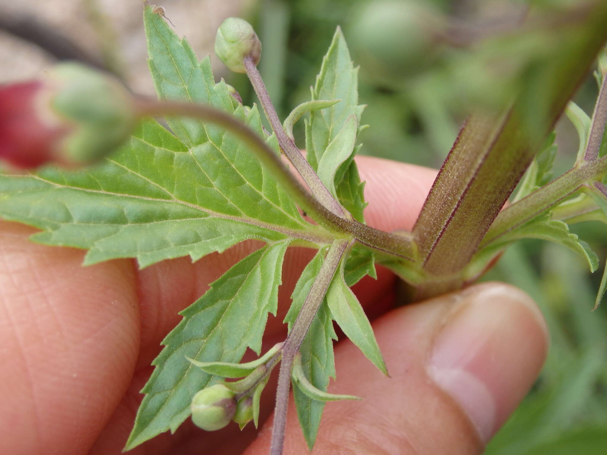 Image de Scrophularia sublyrata Brot.