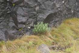 Image of Buddleja loricata Leeuwenberg