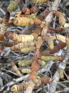 Image of Tecticornia indica (Willd.) K. A. Sheph. & Paul G. Wilson