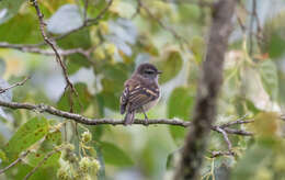 Image of Tawny-rumped Tyrannulet