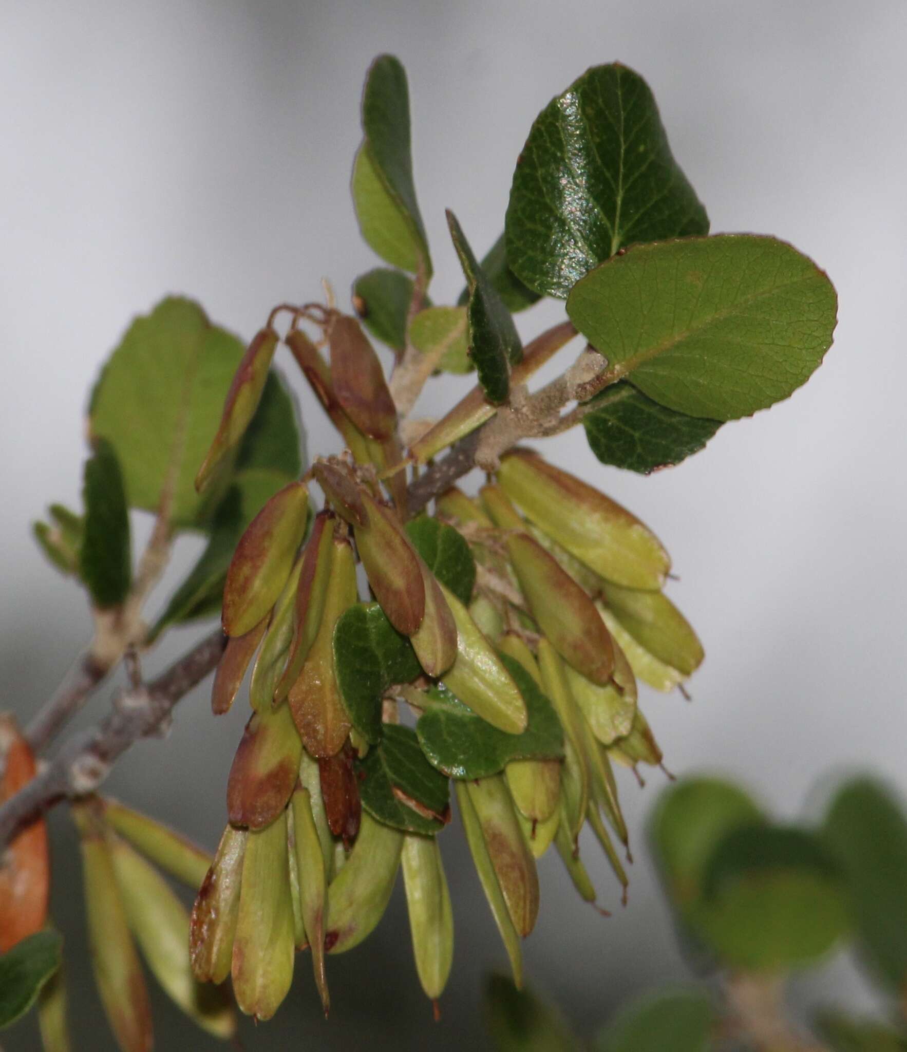 Image of Fraxinus potosina Brandegee