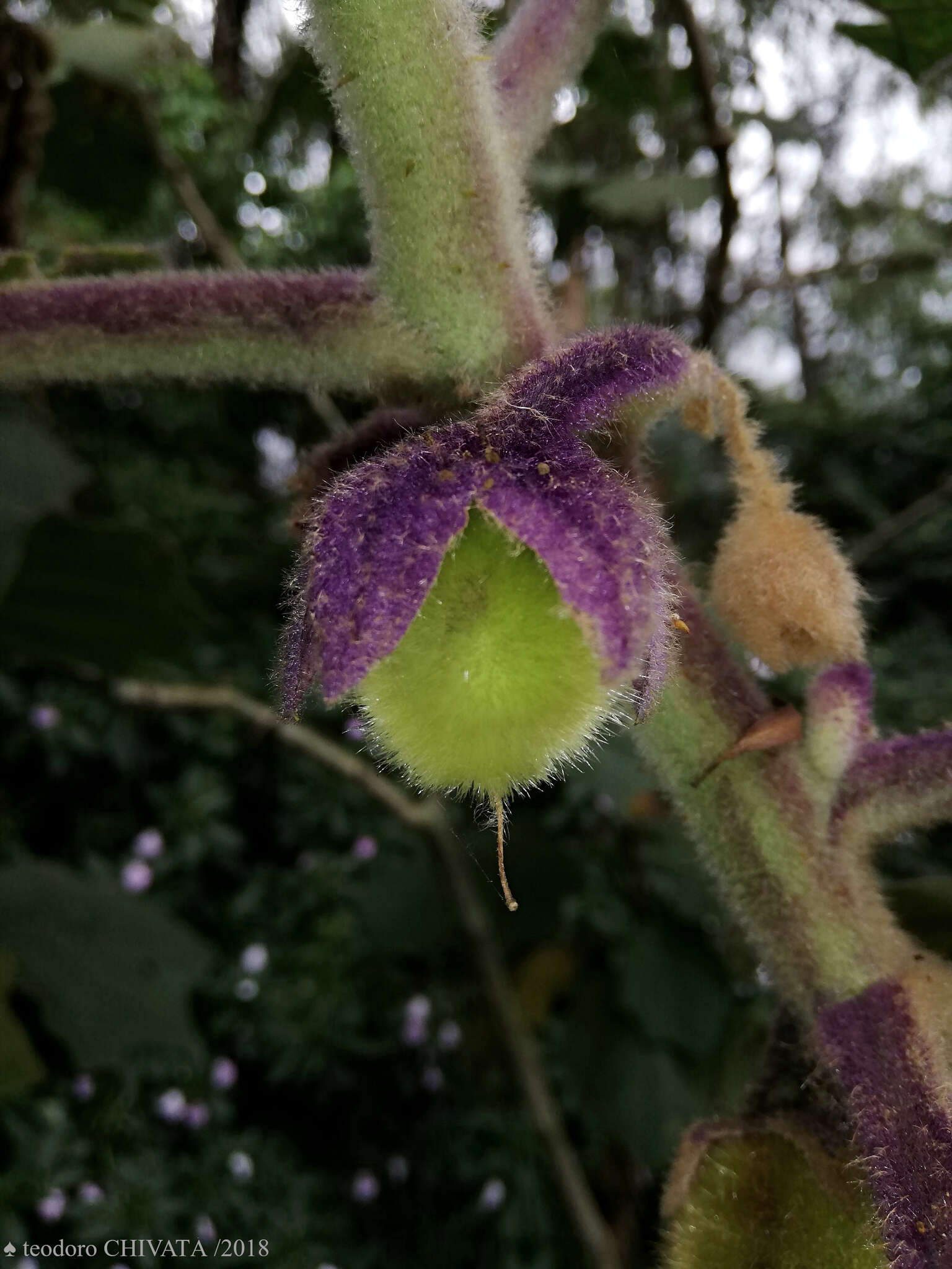 Image of naranjilla