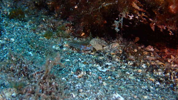 Image de Gobie nain des Canaries