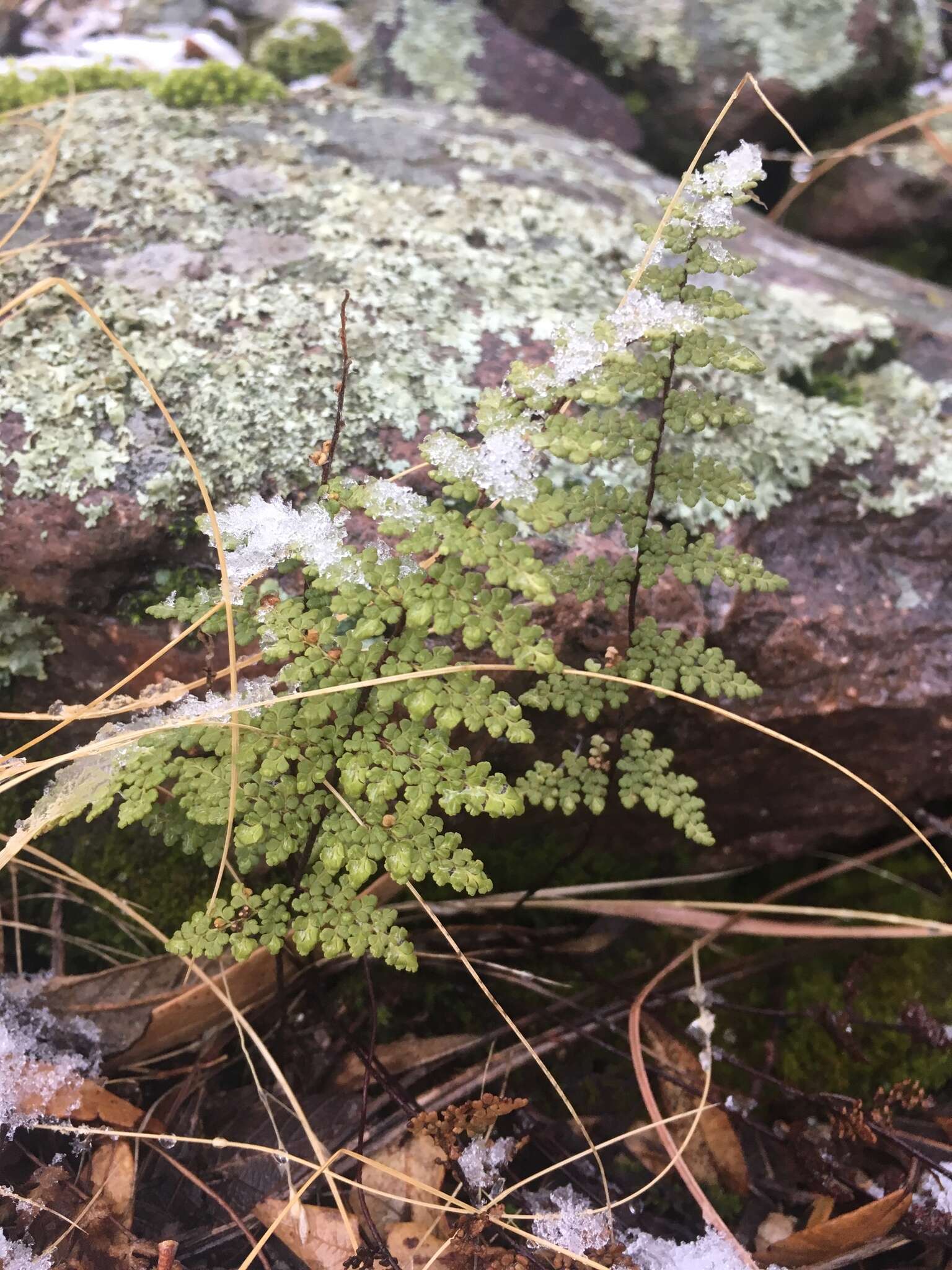 Image de Myriopteris fendleri (Hook.) E. Fourn.