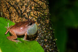 Image of Pseudophilautus amboli (Biju & Bossuyt 2009)