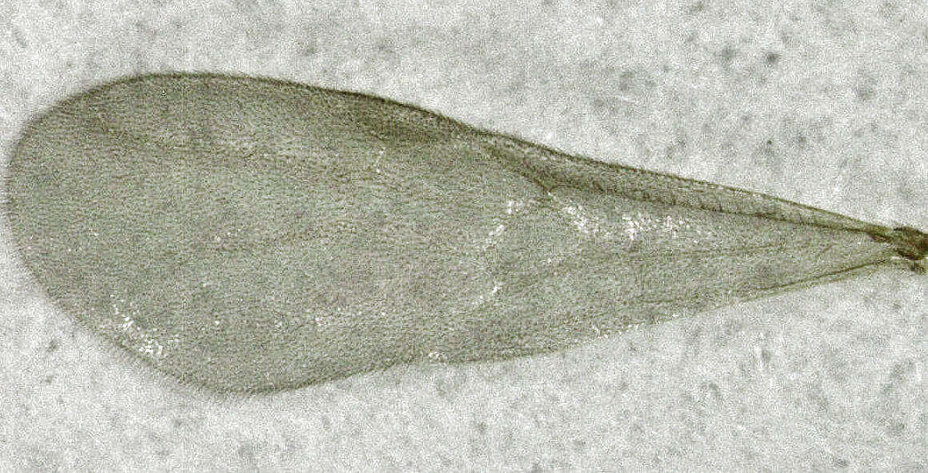 Image of Discothyrea antarctica Emery 1895
