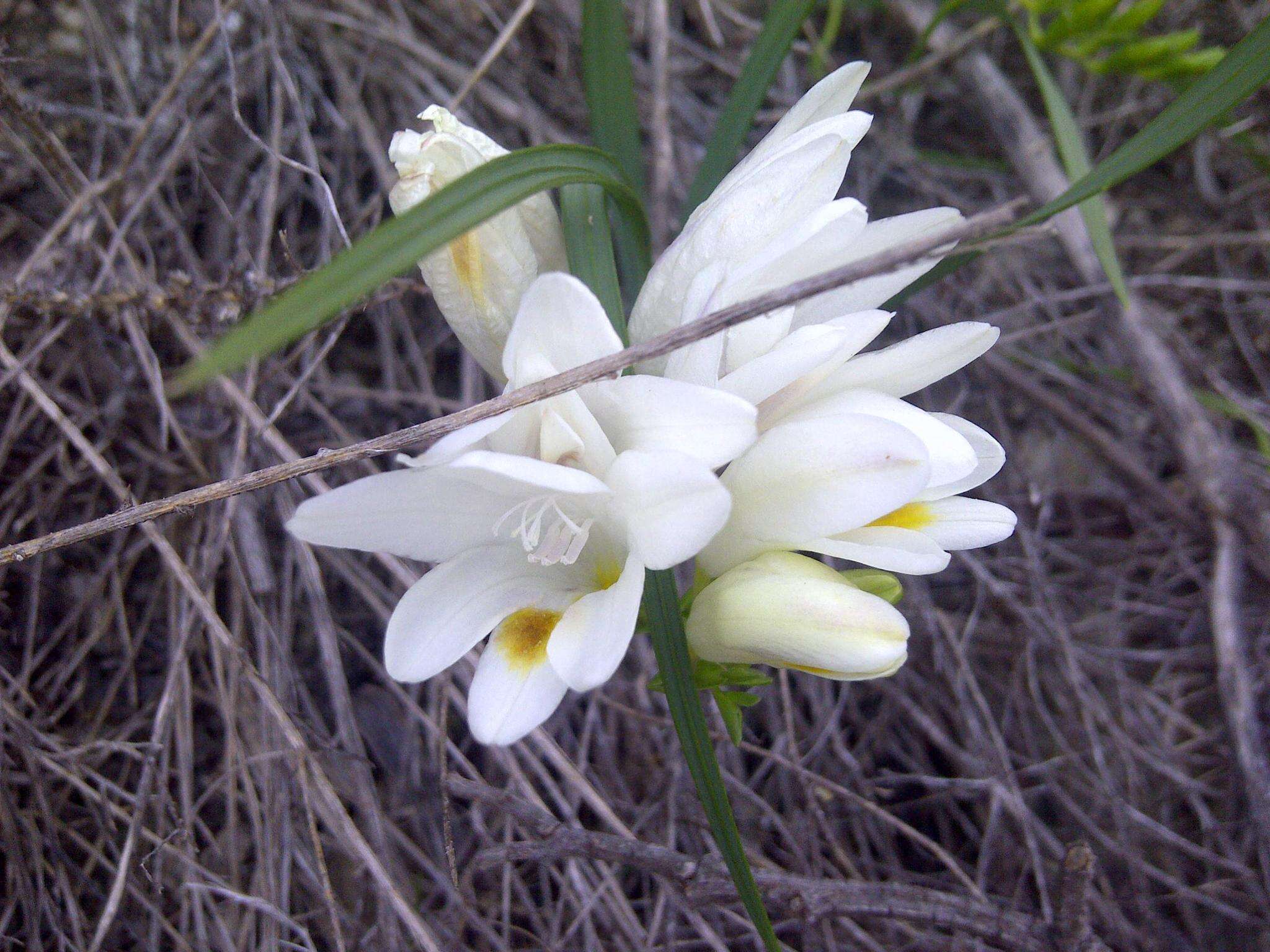 Image of Freesia caryophyllacea (Burm. fil.) N. E. Br.