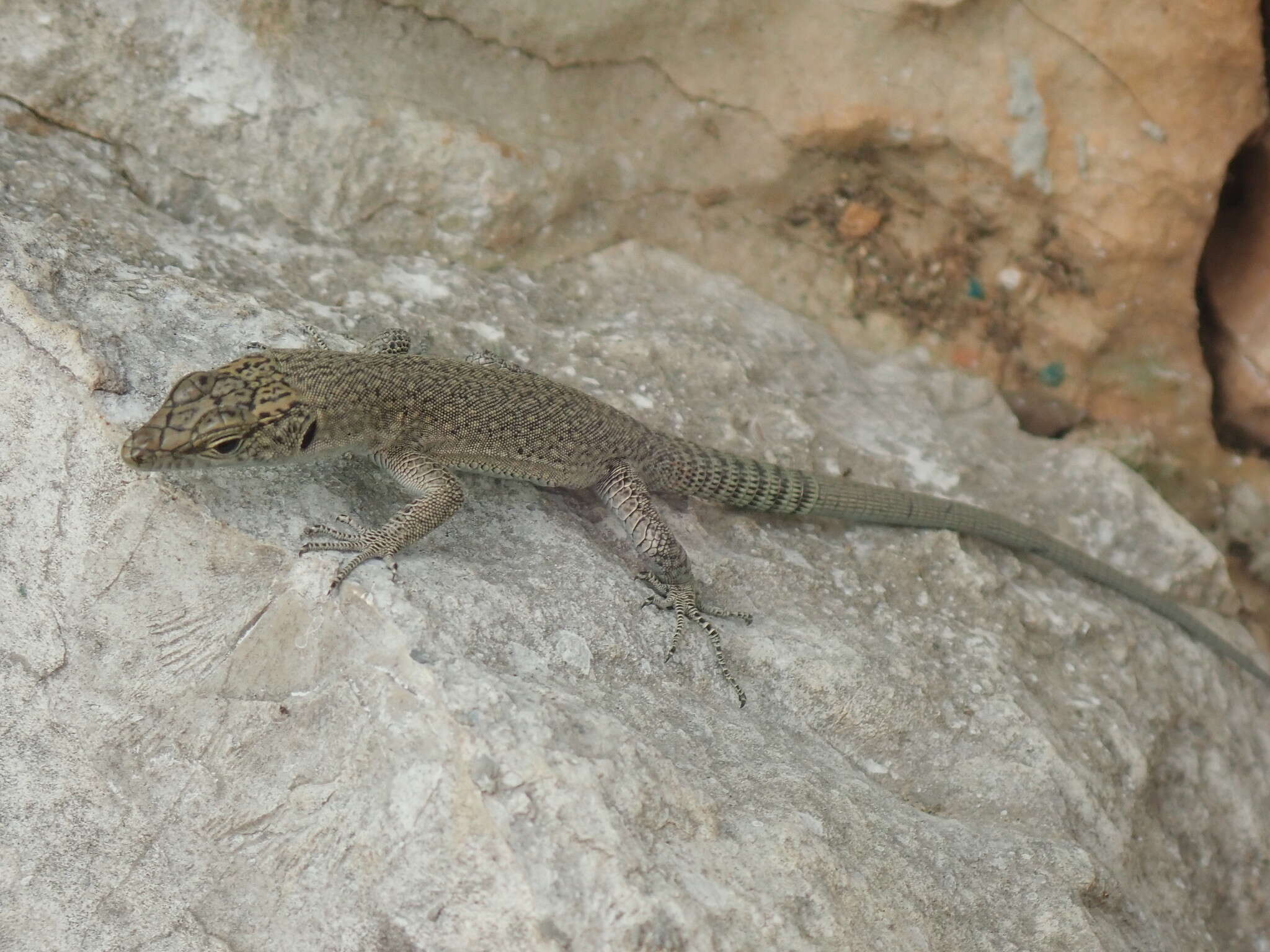 Image of Sharp-snouted Rock Lizard