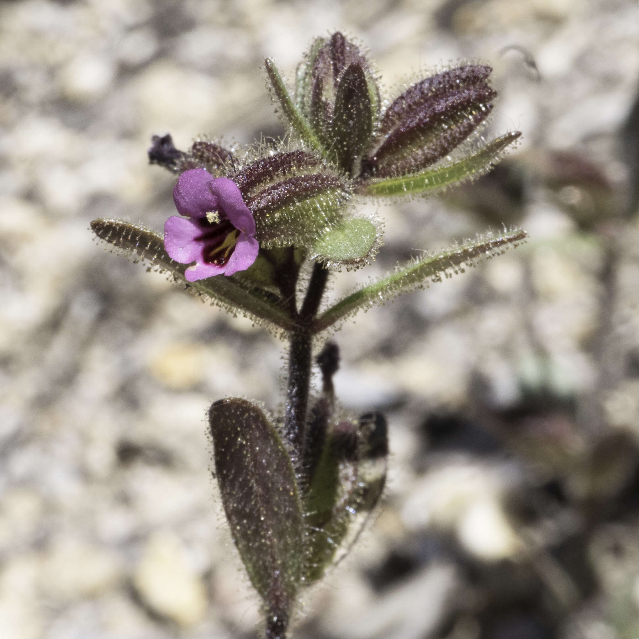 Image of Rattan's monkeyflower