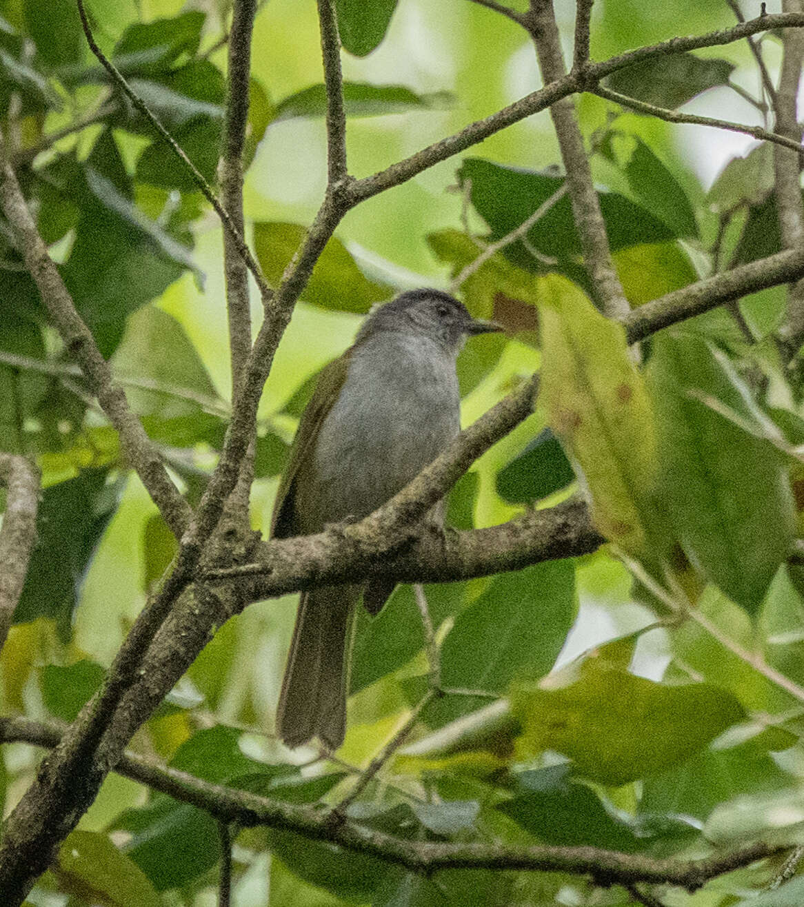 Image of Mountain Greenbul