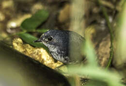 Image de Eleoscytalopus Maurício et al. 2008