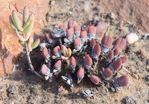 Image of Cheiridopsis namaquensis (Sonder) Hartmann