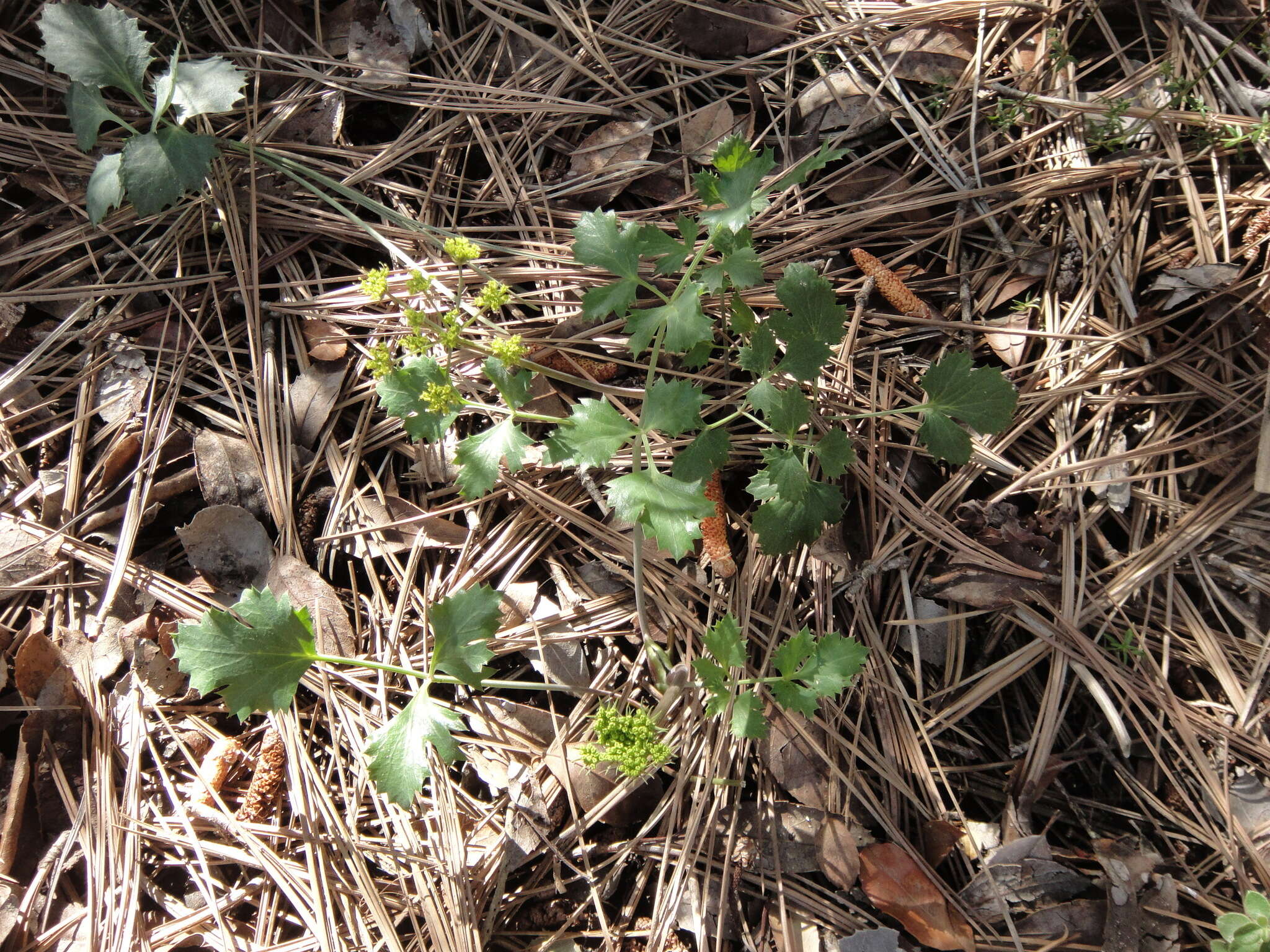 Image of shiny biscuitroot