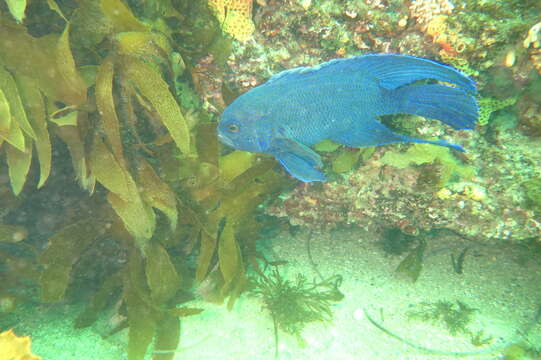 Paraplesiops meleagris (Peters 1869) resmi