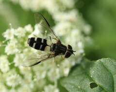 Image of Leucozona laternaria (Muller 1776)