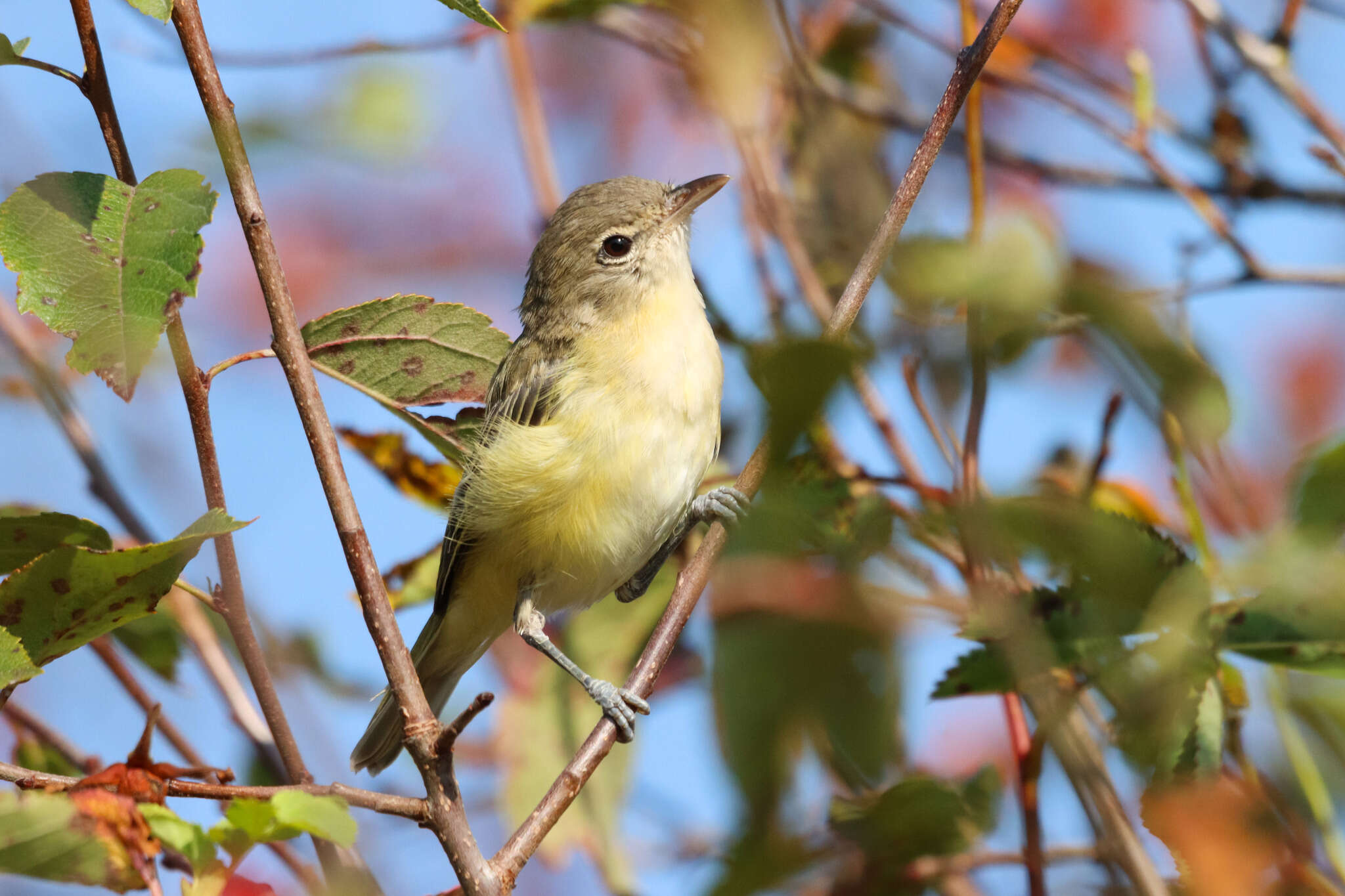 Image of Vireo bellii bellii Audubon 1844