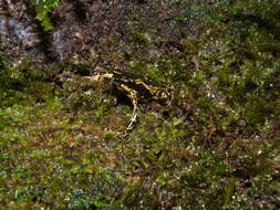 Image of Atelopus hoogmoedi Lescure 1974