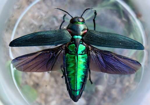 Image of Jewel beetle