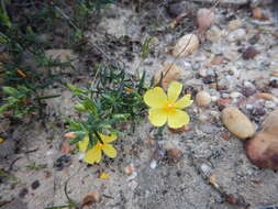 Image of Yellow Rock Rose