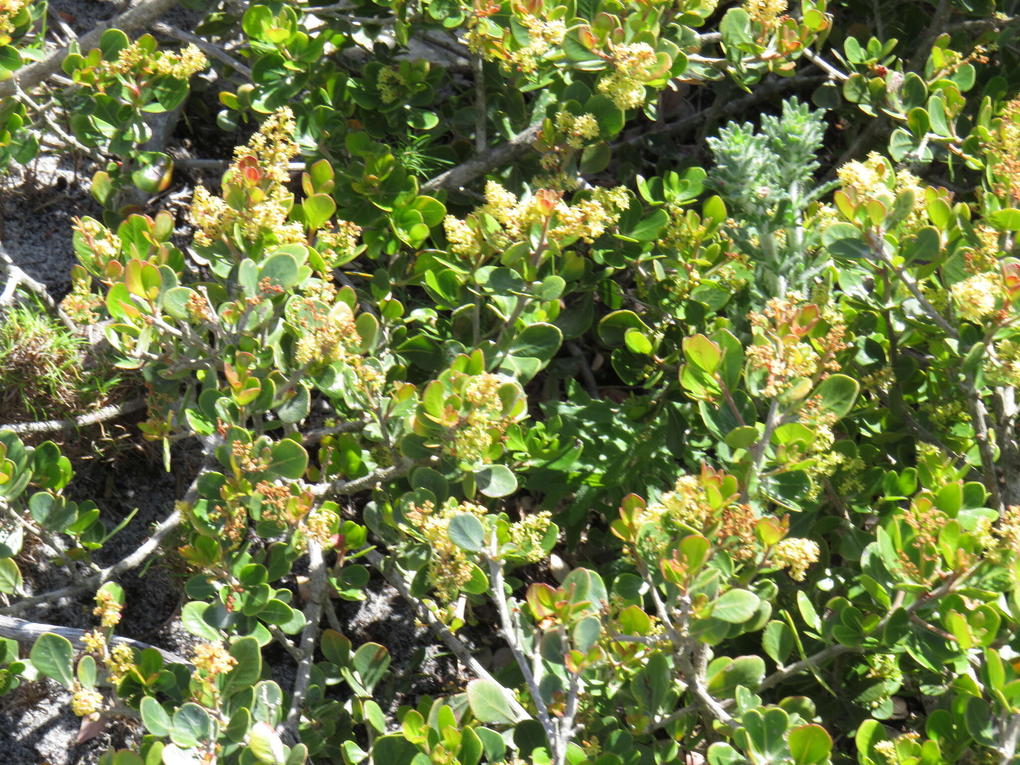 Image of Searsia lucida elliptica (Sond.) Moffett