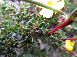 Image of Hibbertia gracilipes Benth.