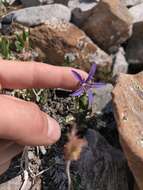 Sivun Campanula aurita Greene kuva