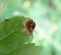 Image of Parornix anglicella (Stainton 1850)