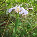 Phalocallis coelestis (Lehm.) Ravenna的圖片