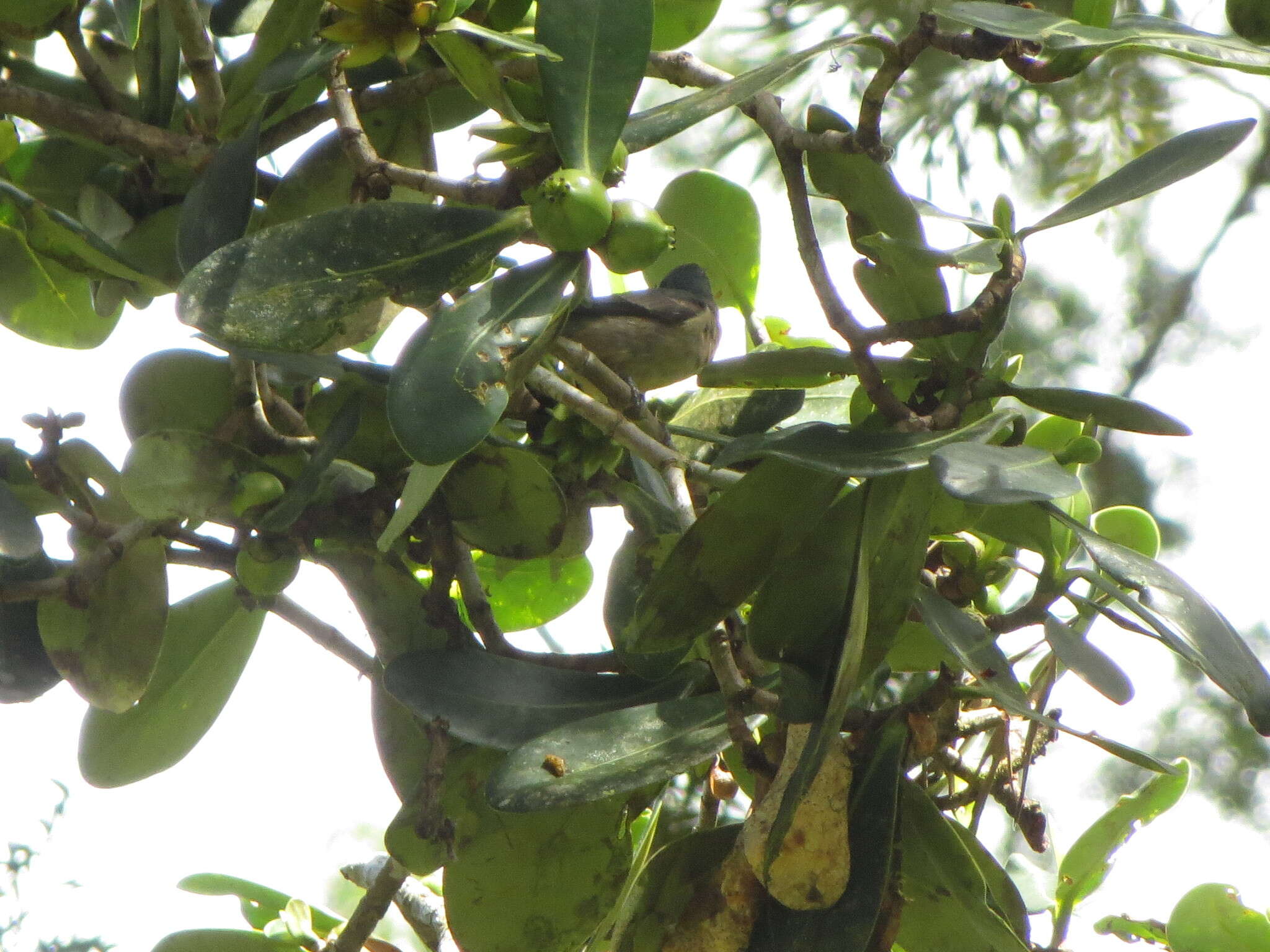 Image of Scarlet-thighed Dacnis