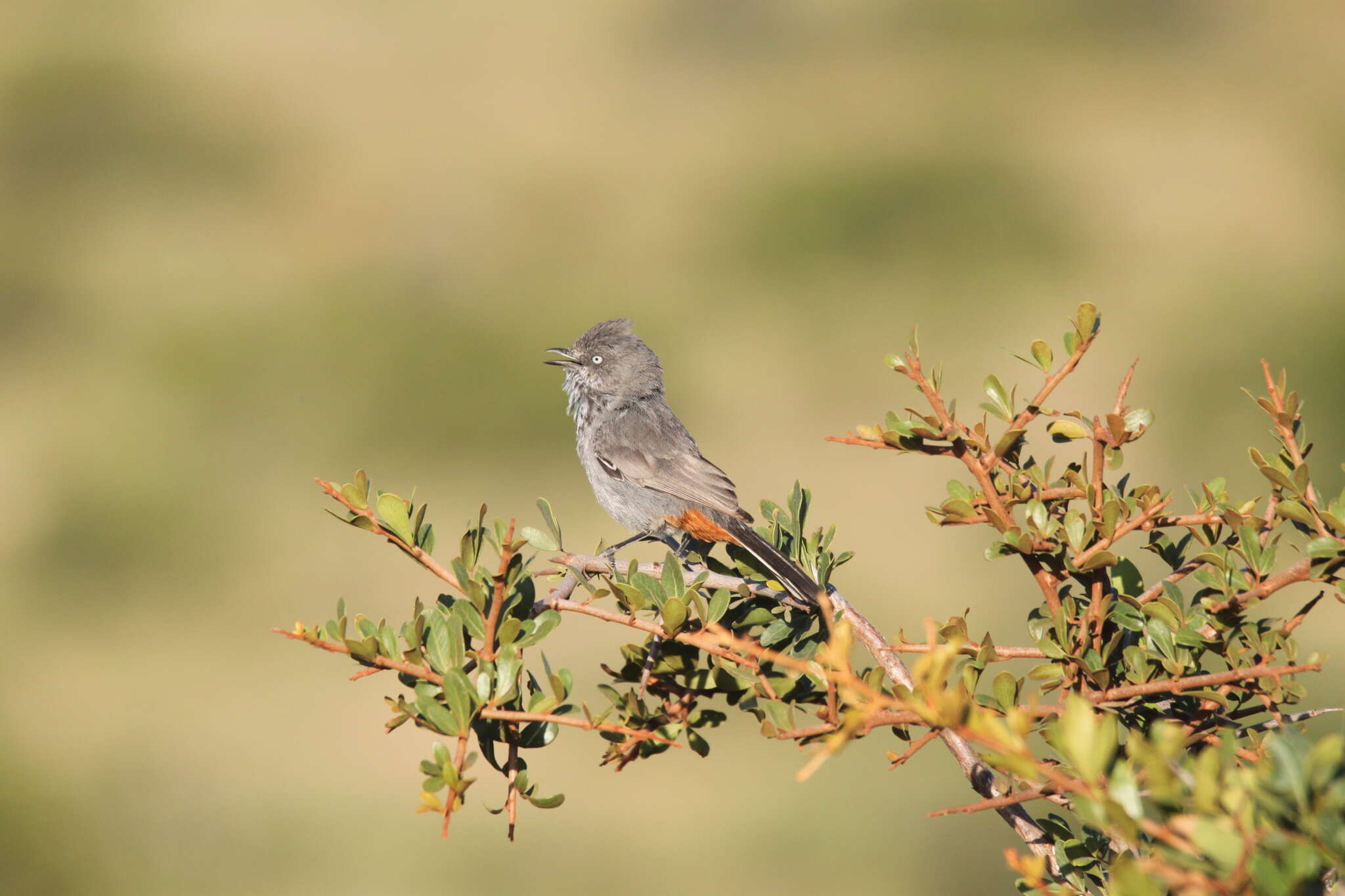 Image of Chestnut-vented Warbler