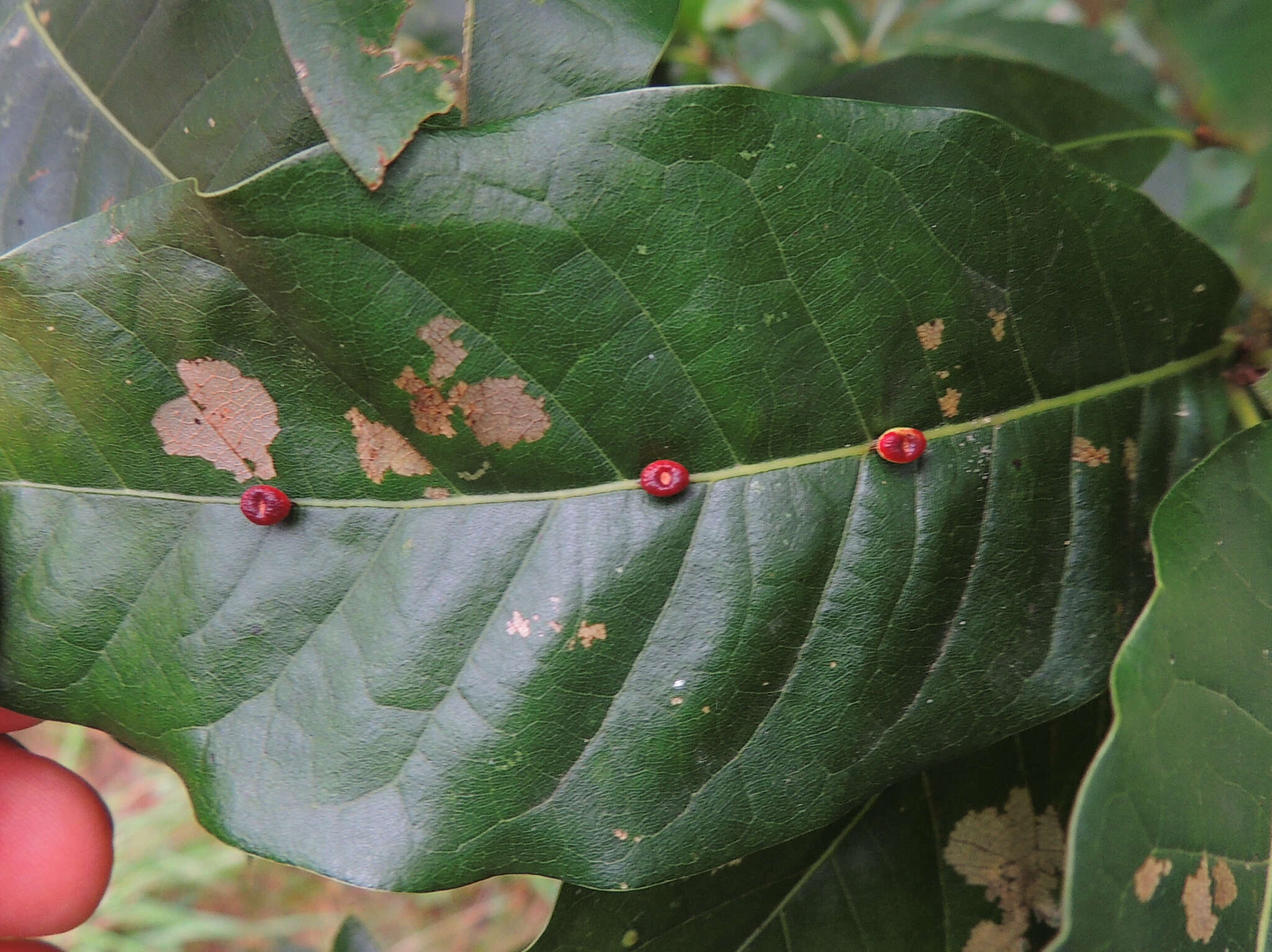 Image of Kokkocynips rileyi (Nieves-Aldrey, Nicholls, Tang, Melika, Stone, Pujade-Villar, Buffington, Maldonado & Medianero 1896) Nieves-Aldrey, Nicholls, Tang, Melika, Stone, Pujade-Villar, Buffington, Maldonado & Medianero 2021