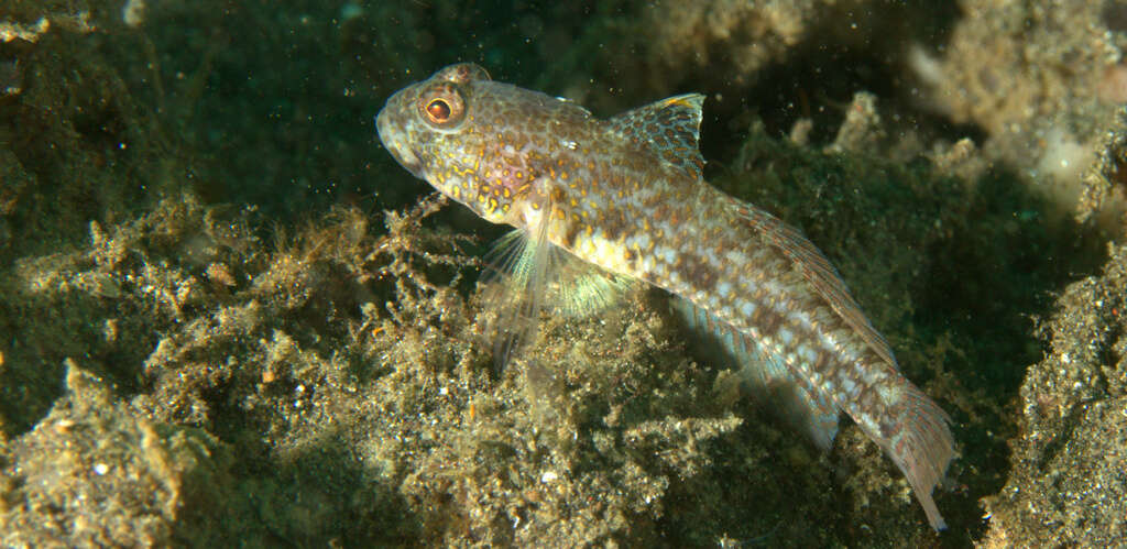 Plancia ëd Ancistrogobius